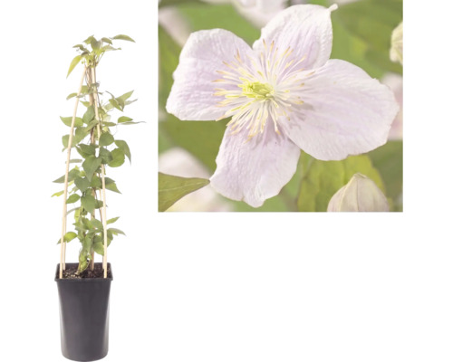 Clematis klimplant in pot met houten klimhulp en detailopname van de bloem.