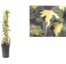 Bonte klimop, Hedera helix, aan een bamboe klimhulp in een pot met een detailopname van de tweekleurige bladeren.