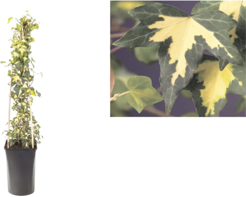 Bonte klimop, Hedera helix, aan een bamboe klimhulp in een pot met een detailopname van de tweekleurige bladeren.