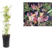 Klimmende Kamperfoelie Lonicera in zwarte pot met klimsteun en detailopname van de roze-gele bloemen.