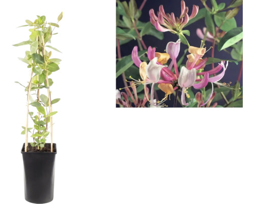 Klimmende Kamperfoelie Lonicera in zwarte pot met klimsteun en detailopname van de roze-gele bloemen.