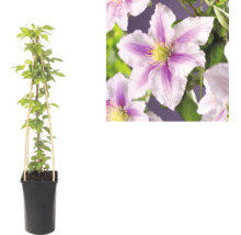 Bosrank Clematis in pot met bamboe klimhulp en detailopname van de roze-wit gestreepte bloemen.