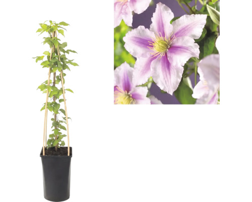 Bosrank Clematis in pot met bamboe klimhulp en detailopname van de roze-wit gestreepte bloemen.