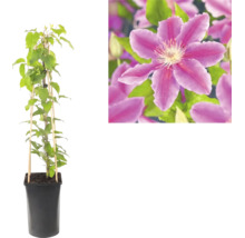 Bosrank Clematis in zwarte pot met bamboe klimhulp en detailopname van een paarse bloem.