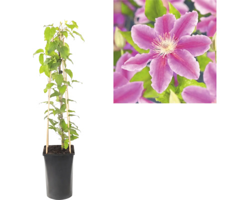 Bosrank Clematis in zwarte pot met bamboe klimhulp en detailopname van een paarse bloem.