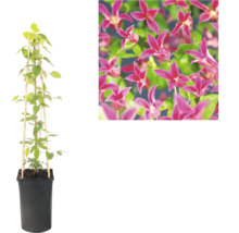 Clematis in zwarte plantenpot met bamboe klimsteun en detailweergave van de roze bloemen.