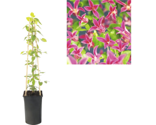 Clematis in zwarte plantenpot met bamboe klimsteun en detailweergave van de roze bloemen.