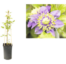 Clematis klimplant in zwarte pot met bamboe klimrek en detailopname van een paarse bloem met geelgroen hart.