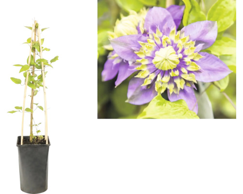 Clematis klimplant in zwarte pot met bamboe klimrek en detailopname van een paarse bloem met geelgroen hart.