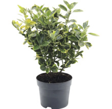 Japanse kardinaalsmuts Euonymus japonicus in kunststof pot met geel-groen bont blad.