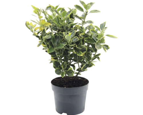 Japanse kardinaalsmuts Euonymus japonicus in kunststof pot met geel-groen bont blad.