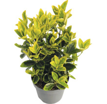 Kardinaalsmuts Euonymus fortunei Emerald n Gold in grijze kunststof pot met geel-groen blad.