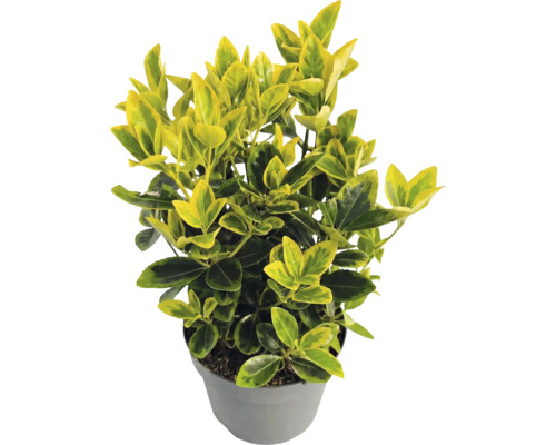 Kardinaalsmuts Euonymus fortunei Emerald n Gold in grijze kunststof pot met geel-groen blad.