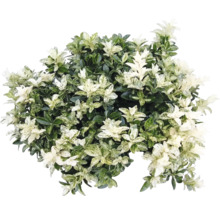 Japanse kardinaalsmuts Euonymus japonicus met bonte bladeren.