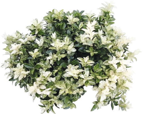 Japanse kardinaalsmuts Euonymus japonicus met bonte bladeren.