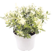 Pittosporum tenuifolium met wit-groen bontgekleurde bladeren in een witte pot.