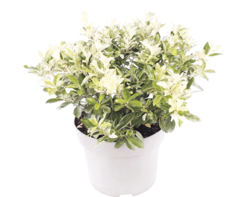 Pittosporum tenuifolium met wit-groen bontgekleurde bladeren in een witte pot.