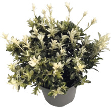 Japanse kardinaalsmuts Euonymus japonicus in een grijze plantenpot met groene bladeren en witte scheuten.