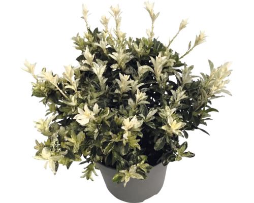 Japanse kardinaalsmuts Euonymus japonicus in een grijze plantenpot met groene bladeren en witte scheuten.
