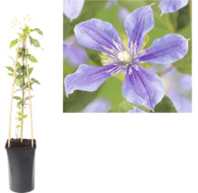 Clematis klimplant in pot met bamboe klimsteun en een detailopname van de paarse bloem.