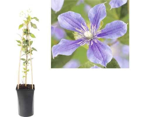 Clematis klimplant in pot met bamboe klimsteun en een detailopname van de paarse bloem.