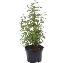 Pluimhortensia Hydrangea paniculata in een zwarte kunststof pot.