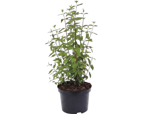 Pluimhortensia Hydrangea paniculata in een zwarte kunststof pot.