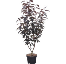 Sierstruik met donker blad in een zwarte kunststof pot.