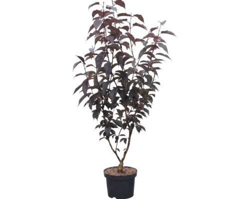 Sierstruik met donker blad in een zwarte kunststof pot.