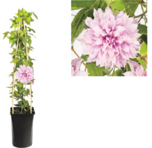 Clematis bosrank met dubbele roze bloemen in zwarte pot met houten klimhulp en detailopname van de bloem.
