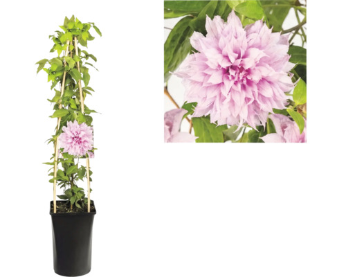 Clematis bosrank met dubbele roze bloemen in zwarte pot met houten klimhulp en detailopname van de bloem.