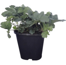 Aardbeiplant in een zwarte kunststof pot.