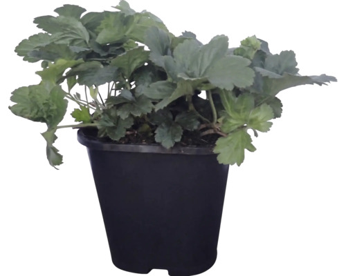 Aardbeiplant in een zwarte kunststof pot.