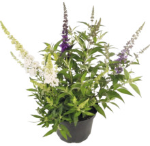 Vlinderstruik Buddleja davidii met bloemen in drie verschillende kleuren in een zwarte kunststof pot.