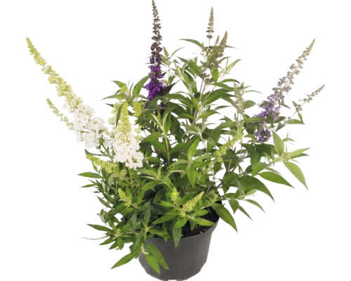 Vlinderstruik Buddleja davidii met bloemen in drie verschillende kleuren in een zwarte kunststof pot.