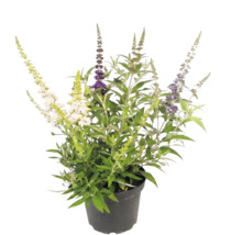 Vlinderstruik Buddleja davidii met verschillende kleuren bloemen in een zwarte pot.