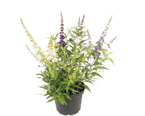 Vlinderstruik Buddleja davidii met verschillende kleuren bloemen in een zwarte pot.