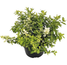 Kardinaalsmuts Euonymus fortunei in zwarte pot met bonte bladeren.