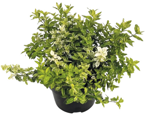Kardinaalsmuts Euonymus fortunei in zwarte pot met bonte bladeren.