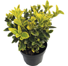 Kardinaalsmuts Euonymus fortunei Emerald Gold met geel-groene bladeren in een zwarte pot.
