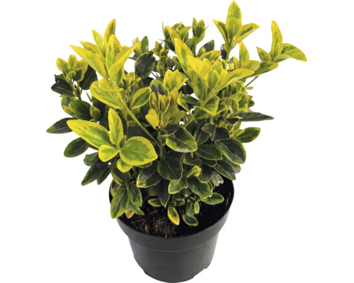 Kardinaalsmuts Euonymus fortunei Emerald Gold met geel-groene bladeren in een zwarte pot.