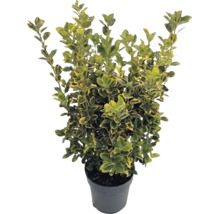 Kardinaalsmuts Emerald 'n' Gold in zwarte kunststof pot met groengele bladeren.
