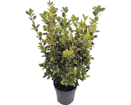 Kardinaalsmuts Emerald 'n' Gold in zwarte kunststof pot met groengele bladeren.