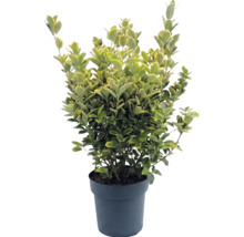 Kardinaalsmuts Euonymus fortunei in pot, wintergroen, bontbladig.