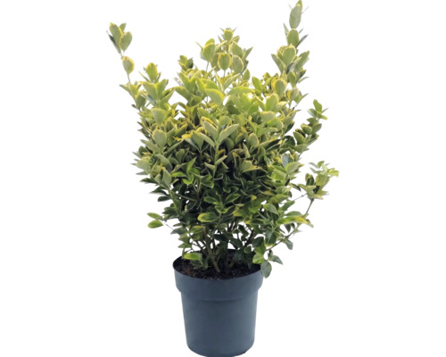 Kardinaalsmuts Euonymus fortunei in pot, wintergroen, bontbladig.