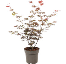 Japanse esdoorn Acer palmatum in kweekpot voor in de tuin.