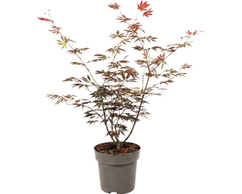 Japanse esdoorn Acer palmatum in kweekpot voor in de tuin.