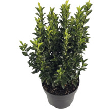 Japanse hulst Ilex crenata Luxus in zwarte kweekpot, groenblijvende struik met kleine glanzende bladeren.