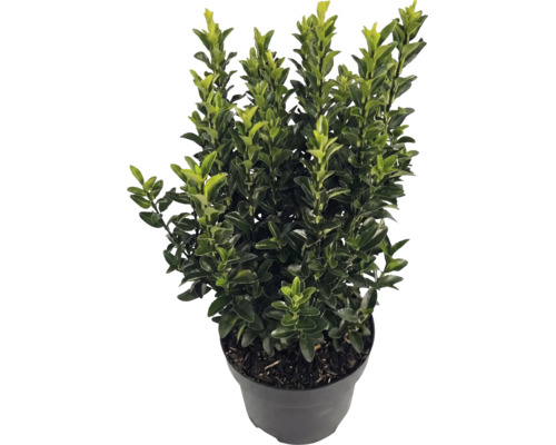 Japanse hulst Ilex crenata Luxus in zwarte kweekpot, groenblijvende struik met kleine glanzende bladeren.