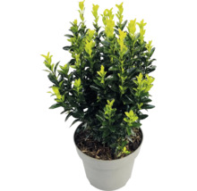 Japanse kardinaalsmuts Euonymus japonicus met tweekleurige bladeren in een grijze kunststof pot.